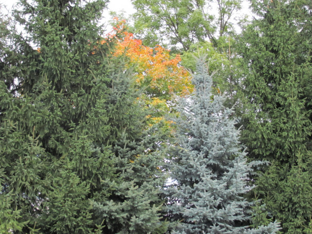 Обои картинки фото природа, деревья, осень, ели, клены