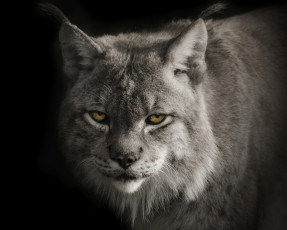 Картинка животные рыси канадская рысь