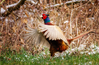 Картинка животные глухари тетерева фазаны взлет крылья фазан