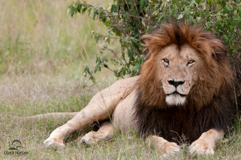 Картинка животные львы царь грива