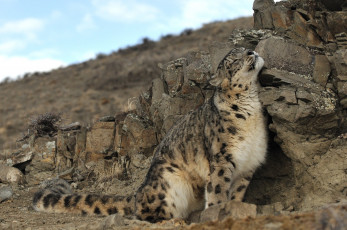 Картинка животные снежный барс ирбис отдых блаженство хвост