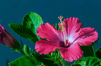 Картинка цветы гибискусы макро