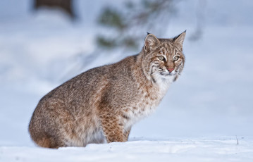 Картинка животные рыси кошка снег