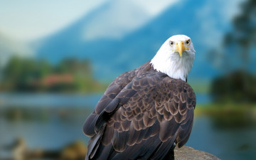 Картинка животные птицы хищники белоголовый орлан