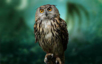 Картинка животные совы взгляд сова глаза поводок