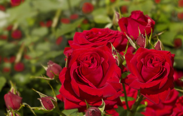 Картинка цветы розы красный