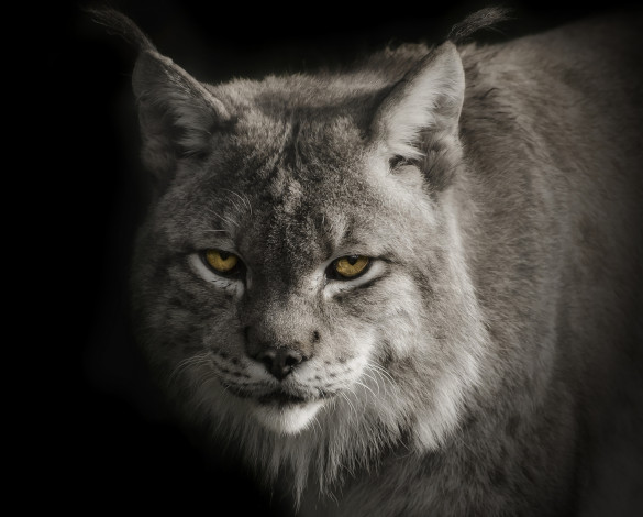 Обои картинки фото животные, рыси, канадская, рысь