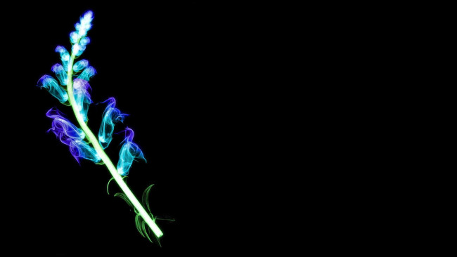 Обои картинки фото разное, кости, рентген, цветок, соцветие