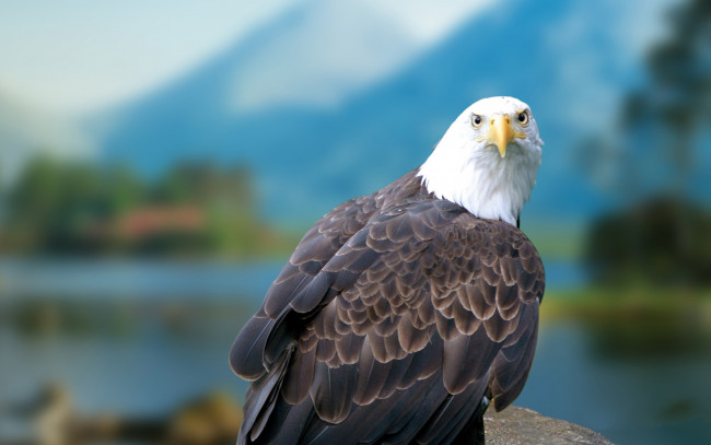 Обои картинки фото животные, птицы, хищники, белоголовый, орлан