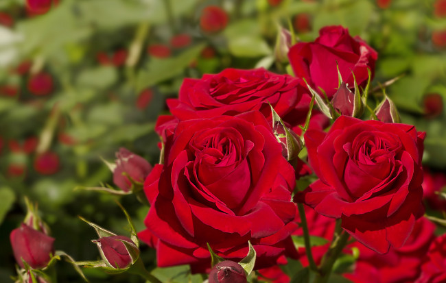 Обои картинки фото цветы, розы, красный