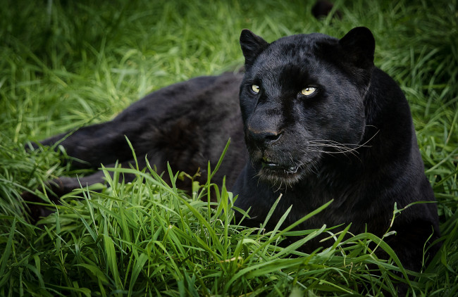 Обои картинки фото животные, пантеры, отдых, черный