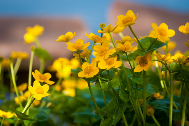Обои картинки фото цветы, калужницы, лютики, желтый