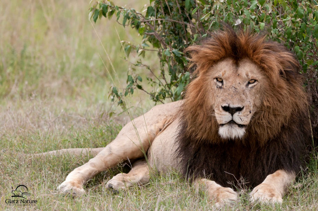 Обои картинки фото животные, львы, царь, грива