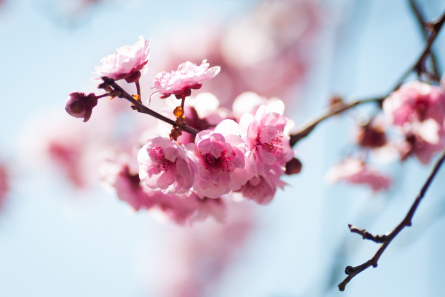 Обои картинки фото цветы, цветущие, деревья, кустарники, ветка, розовый