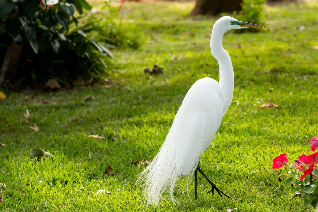 Обои картинки фото животные, цапли, перья, белый