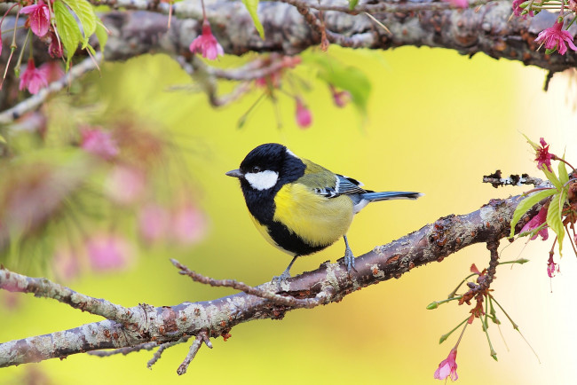 Обои картинки фото животные, синицы, лазоревки, синица, ветки