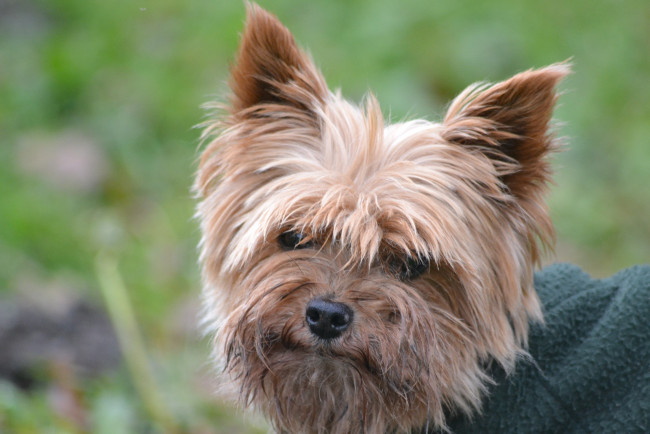 Обои картинки фото животные, собаки, лохматый