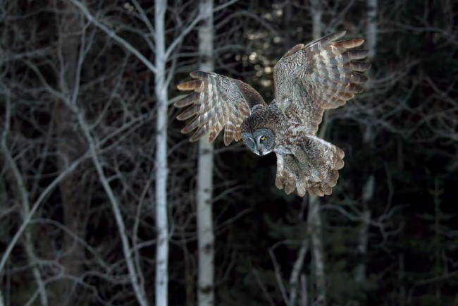 Обои картинки фото животные, совы, крылья, полет