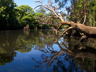 Картинка природа реки озера река мост лес