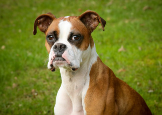 Картинка животные собаки боксер взгляд