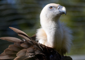 Картинка животные птицы+-+хищники оперение шея голова гриф