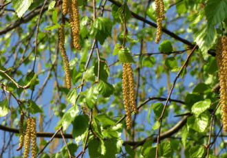 Картинка природа листья сережки береза