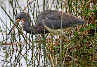 Картинка животные цапли цапля водоем