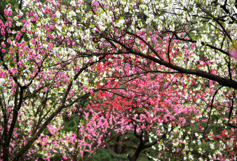 Картинка цветы цветущие+деревья+ +кустарники весна деревья