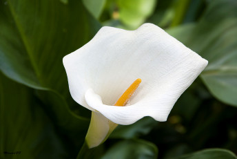 Картинка цветы каллы белый