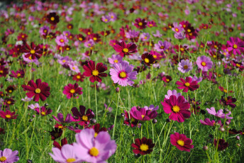 Картинка цветы космея луг