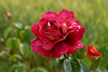 Картинка цветы розы красный