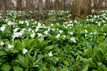 обоя цветы, триллиумы, трилистники