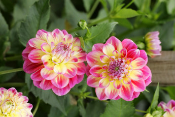 Картинка цветы георгины куст розовые