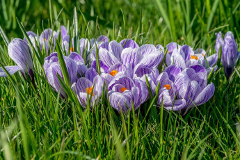 Картинка цветы крокусы весна