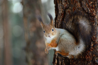 Картинка животные белки зверек