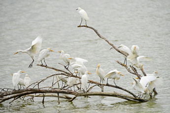 Картинка животные цапли стая
