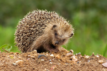 Картинка животные ежи колючки