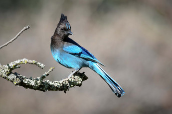 Картинка животные сойки ветки листва птичка
