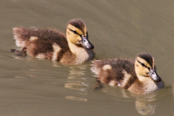 Картинка животные утки вода утята