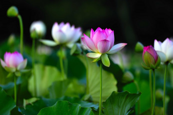 Картинка цветы лотосы экзотика