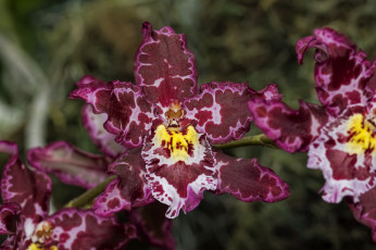 Картинка цветы орхидеи экзотика