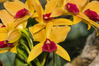 Картинка цветы орхидеи экзотика