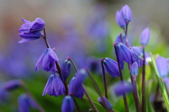 Картинка цветы подснежники +белоцветник синий