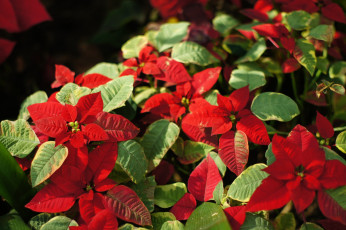 Картинка цветы пуансеттия листья