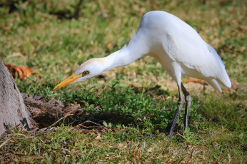 Картинка животные цапли белая цапля внимание