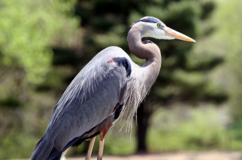 Картинка животные цапли птица цапля профиль зелёный фон клюв серая