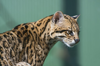 Картинка животные оцелоты пятна профиль кошка