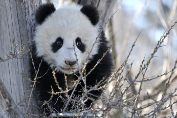 обоя животные, панды, мишка