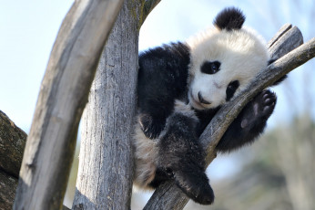 обоя животные, панды, мишка