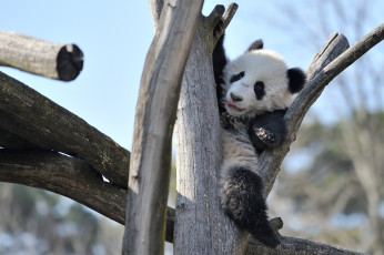 Картинка животные панды мишка